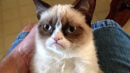 Grumpy Cat, pisica-senzaţie pe internet, va juca într-un film produs la Hollywood