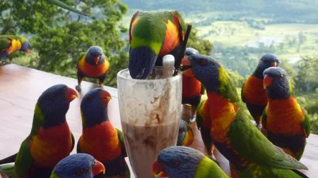 Papagalii adoră milkshake-ul: Mai multe păsări din Australia au furat băutura dintr-un bar FOTO