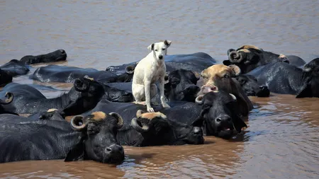 Cele mai frumoase fotografii cu animale ale anului 2012