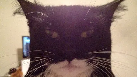 Batman s-a reîncarnat în pisică! Vezi felina care a înnebunit internetul - Catman FOTO