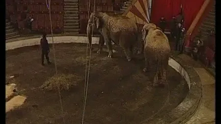 Doi elefanţi ai unui circ ambulant au fost salvaţi cu vodcă
