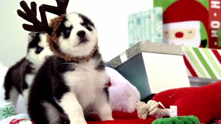 Cei mai dulci căţei: Puiuţii de husky care se bucură de cadourile de Crăciun VIDEO