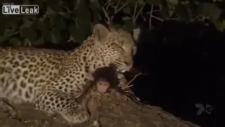 Gestul emoţionant din junglă. Un leopard salvează un pui de babuin VIDEO