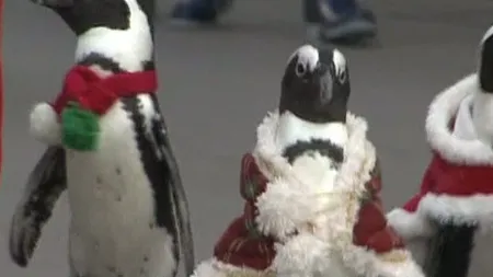 Moş Crăciun va împărţi anul acesta cadouri copiilor împreună cu o echipă de pinguini VIDEO