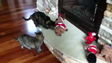 O pisică urăşte Crăciunul: Ce face felina supărată pe renii de pluş VIDEO