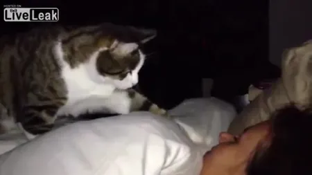 ADORABIL. Vezi ce face o pisică în timp ce stăpâna ei doarme VIDEO