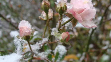 Vreme mohorâtă de toamnă. La munte va ninge VEZI PROGNOZA PE TREI ZILE