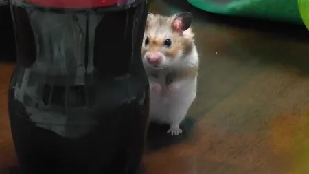 Cel mai dulce hamster din lume. Vezi cum a fost surprins de camera de filmat VIDEO
