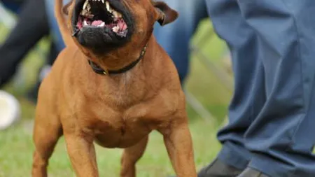 Se poate şi aşa: Un OM a muşcat un câine feroce şi l-a OMORÂT