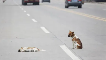 Cea mai impresionantă fotografie: Dovada că şi animalele au sentimente