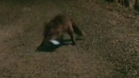 O vulpe a furat un telefon. A trimis şi un sms VIDEO