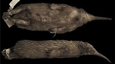 Mamifer preistoric, crezut dispărut de zeci de mii de ani, este găsit în Australia
