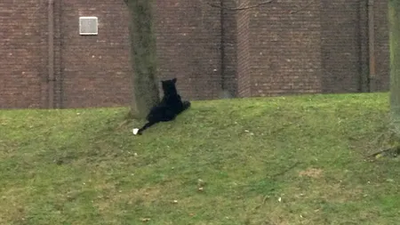 O felină gigantică a speriat un oraş întreg din Marea Britanie FOTO