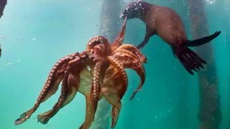 Momentul uimitor când o focă înhaţă o caracatiţă imensă FOTO