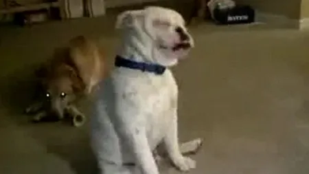 ADORABIL: Un câine surd DANSEAZĂ pe muzică VIDEO