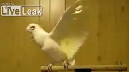 Un papagal dansează senzaţional pe piesa lui Ray Charles VIDEO