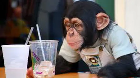 Cimpanzeii posedă, ca şi oamenii, simţul echităţii