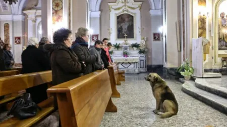 Un maidanez îşi aşteaptă stăpâna moartă, în fiecare zi, în locul de unde a plecat pe ultimul drum