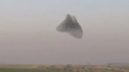 Dansul păsărilor: Sute de mii de grauri au desenat forme inedite pe cer VIDEO