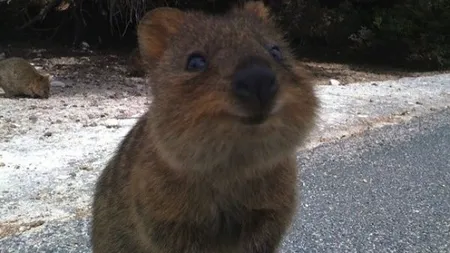 Quokka, cel mai fericit animal din lume: Atât de vesel, încât te molipseşte FOTO