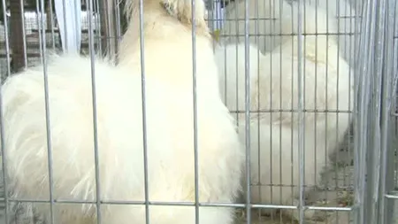 Găina cu blană, atracţia expoziţiei de păsări exotice de la Piteşti VIDEO