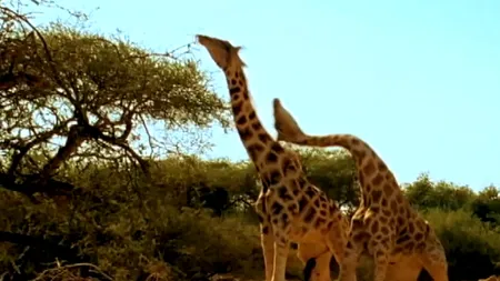 Clipul care a devenit VIRAL: Cum se luptă două girafe VIDEO