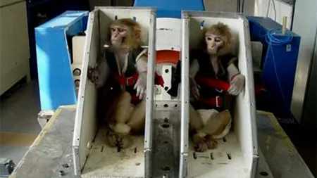 Iranul va trimite o maimuţă în spaţiu, la începutul lunii februarie
