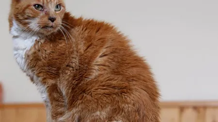 Cum arată una dintre cele mai bătrâne pisici din lume. Are 116 ani în ani pisiceşti FOTO