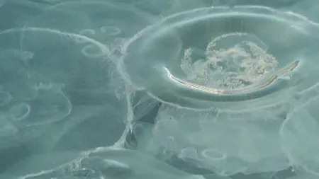 Marea Neagră, invadată de meduze VIDEO