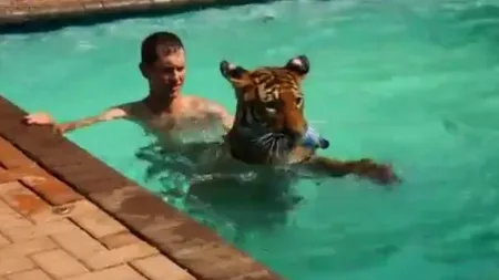 CURAJ NEBUN. Un tânăr înoată într-o piscină cu un tigru imens VIDEO