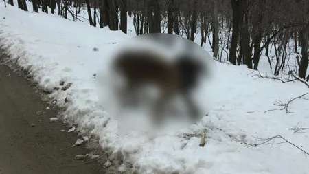 Imaginaţie bolnavă. Cadavrul unui Dog German, batjocorit la marginea drumului, în Botoşani