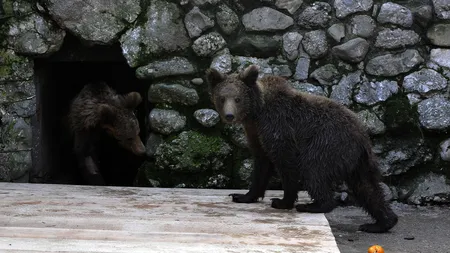 Vier Pfoten a transferat, cu succes, leii şi urşii lui Nuţu Cămătaru la Zoo Bucov GALERIE FOTO