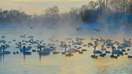 Adevăratul lac al lebedelor: Sute de păsări plutesc pe lacul care nu îngheaţă niciodată, în Siberia