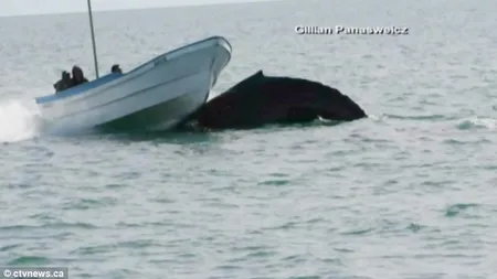 Momentul incredibil în care o balenă răstoarnă o barcă de pescuit FOTO