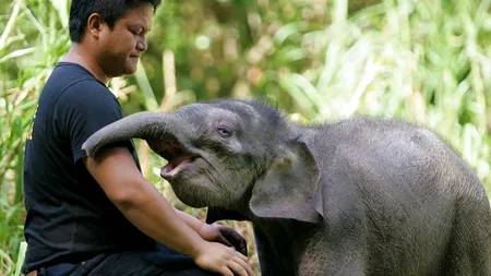 Legătura impresionantă între un pui de elefant orfan şi îngrijitorul său FOTO