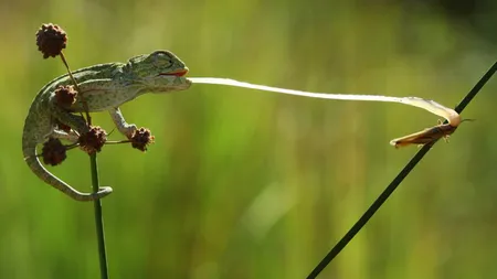 Poze fascinante, nominalizate la premiul Fotografia Anului. Una dintre ele a fost făcută în România