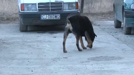 Câinii din Cluj, vânaţi de ştabii din oraş. Alte două patrupede au fost împuşcate