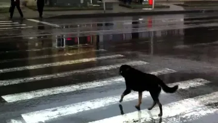 Un câine a ieşit la plimbare... cu tramvaiul FOTO