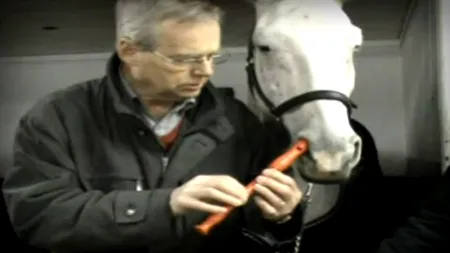 Un cal cântă la fluier cu nasul VIDEO