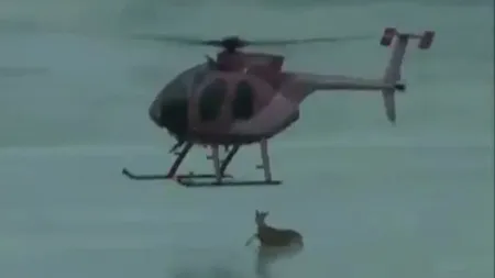O căprioară a fost salvată de pe un lac îngheţat cu ajutorul unui elicopter VIDEO