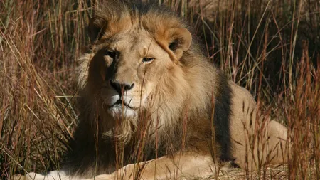 Leul Cezar, salvat în urmă cu patru ani de la Zoo Tecuci, a murit FOTO şi VIDEO