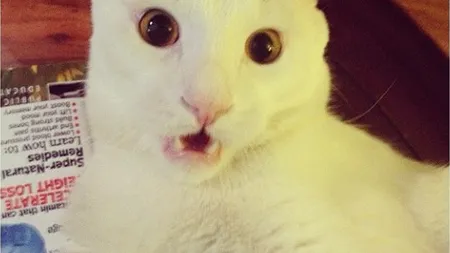 Pisica sprâncenată este noua vedetă a internetului FOTO