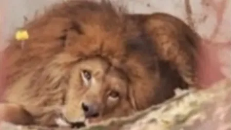 SCANDAL pe urşii şi leii lui Nuţu. Animalele au fost tranchilizate şi mutate la Bucov VIDEO
