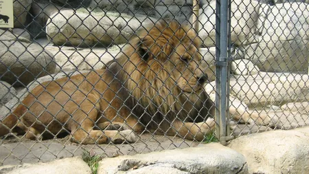 Garda de Mediu îi lasă pe Cămătari fără lei şi urşi: Animalele vor fi relocate