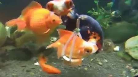 Un peştişor auriu înoată cu ajutorul unui dispozitiv special, creat de stăpâna lui VIDEO