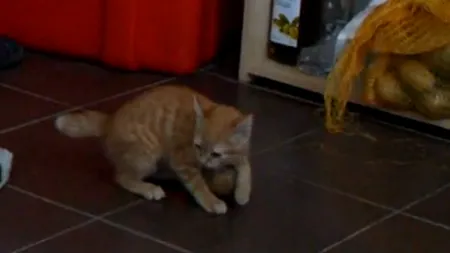 FUNNY: Bătălia dintre o pisică şi un cartof. Vezi cine câştigă VIDEO