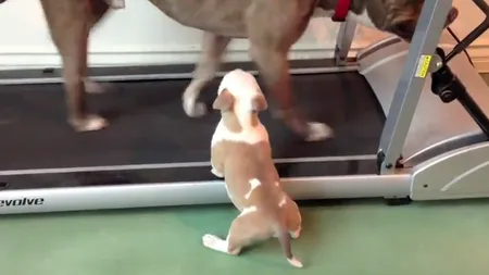 Ce face un pui de pitbull când vede o bandă de alergare VIDEO