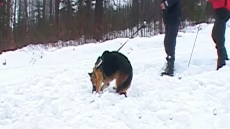 Exerciţiu de salvare a schiorilor răniţi sau prinşi de avalanşe, în Maramureş VIDEO