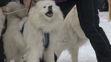 Câinii nordici au făcut spectacol la concursul de tras sănii, în Harghita VIDEO
