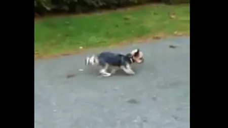 Câinele acrobat: Cum merge un căţeluş doar în picioarele din faţă VIDEO